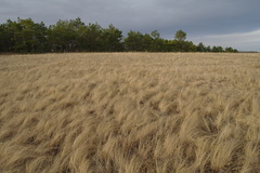 Stipa tirsa