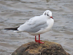Chroicocephalus ridibundus