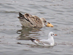 Larus argentatus