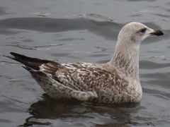 Larus argentatus