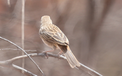 Rufous Songlark