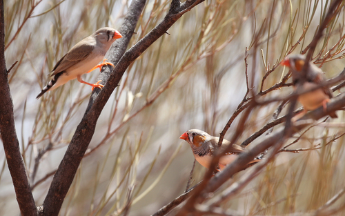 Zebra Finch