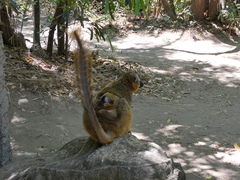 Eulemur rufifrons