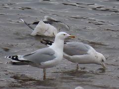 Larus argentatus