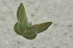 Dichorda illustraria