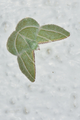 Dichorda illustraria