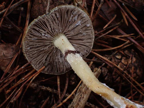 Наблюдение на iNaturalist