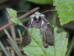 Staurophora celsia