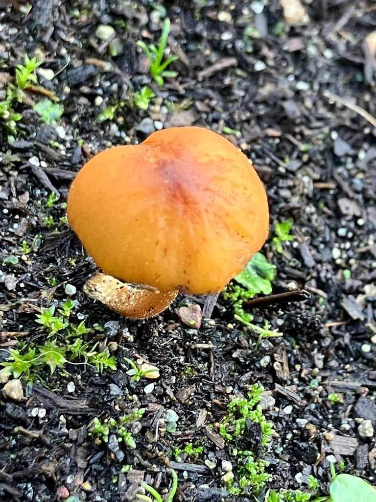 Conocybe aurea · November 2025 · photo: © samallonthesciencemon (iNaturalist, cc0)