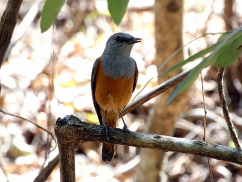 Forest Rock Thrush (Monticola sharpei), photo 6