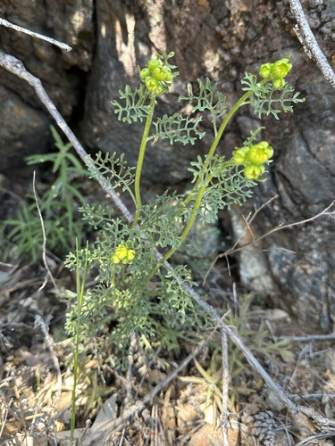 Lewis Rose's ragwort (Packera eurycephala)