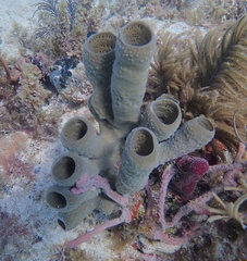 Callyspongia aculeata