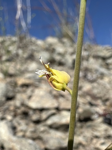 milkwort jewelflower (Streptanthus polygaloides)