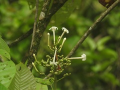 Cinchonoideae