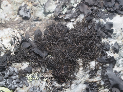 Bryocaulon divergens