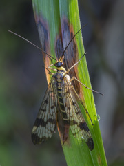 Panorpa vulgaris