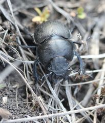 Lethrus apterus