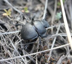 Lethrus apterus