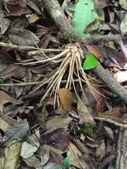 Lemeltonia monadelpha (Lemeltonia monadelpha)
