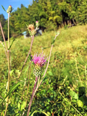 Cirsium oligophyllum