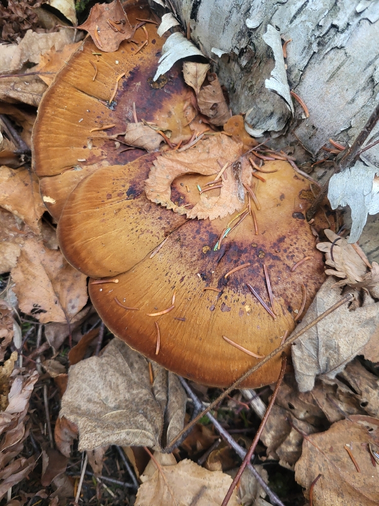 Ischnoderma resinosum · November 2025 · photo: © cpavlisich (iNaturalist, cc-by)