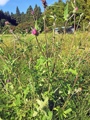 Cirsium oligophyllum