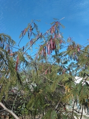 Leucaena diversifolia