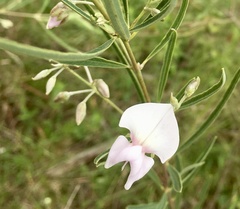 Collaea stenophylla