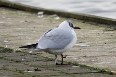 Chroicocephalus ridibundus