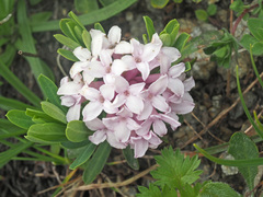 Daphne striata