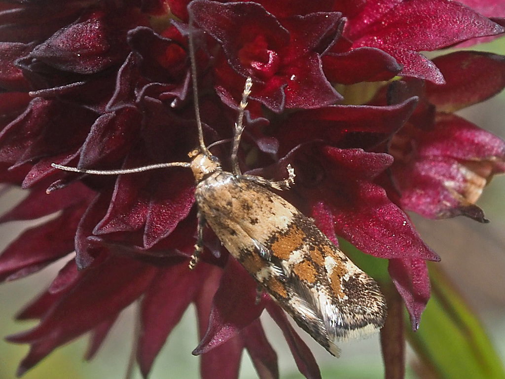 Epermenia scurella
