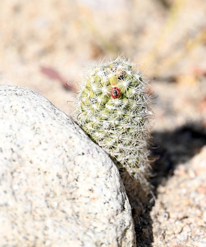 Cochemiea phitauiana, photograph 5