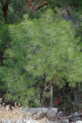 Pinus brutia pityusa