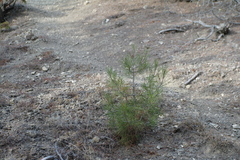 Pinus brutia pityusa