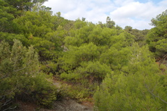 Pinus brutia pityusa