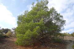 Pinus brutia pityusa
