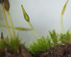 Tortula viridifolia