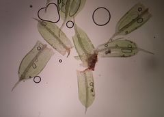 Tortula viridifolia