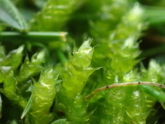 Rhynchostegium megapolitanum