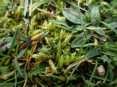 Rhynchostegium megapolitanum
