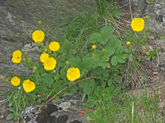 Potentilla grandiflora