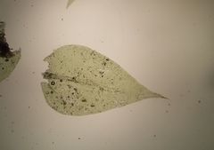 Rhynchostegium megapolitanum