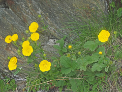 Potentilla grandiflora
