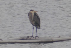 Ardea herodias