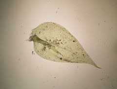 Rhynchostegium megapolitanum