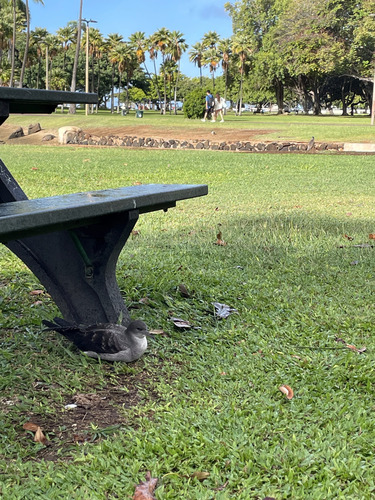Puffinus observed 2025-11-19
