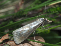 Catoptria petrificella