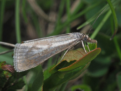 Catoptria petrificella