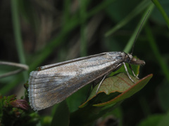 Catoptria petrificella