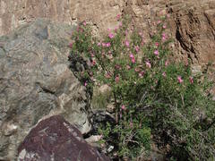 Rosa webbiana